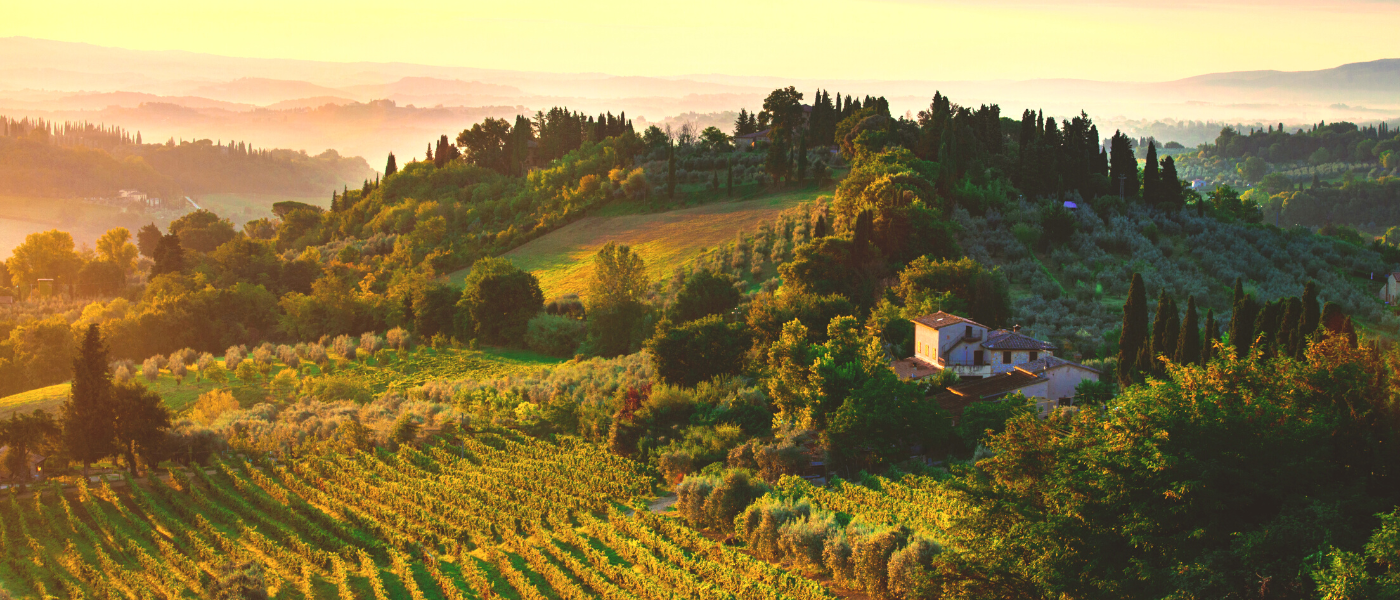Tuscany Landscapes Vines