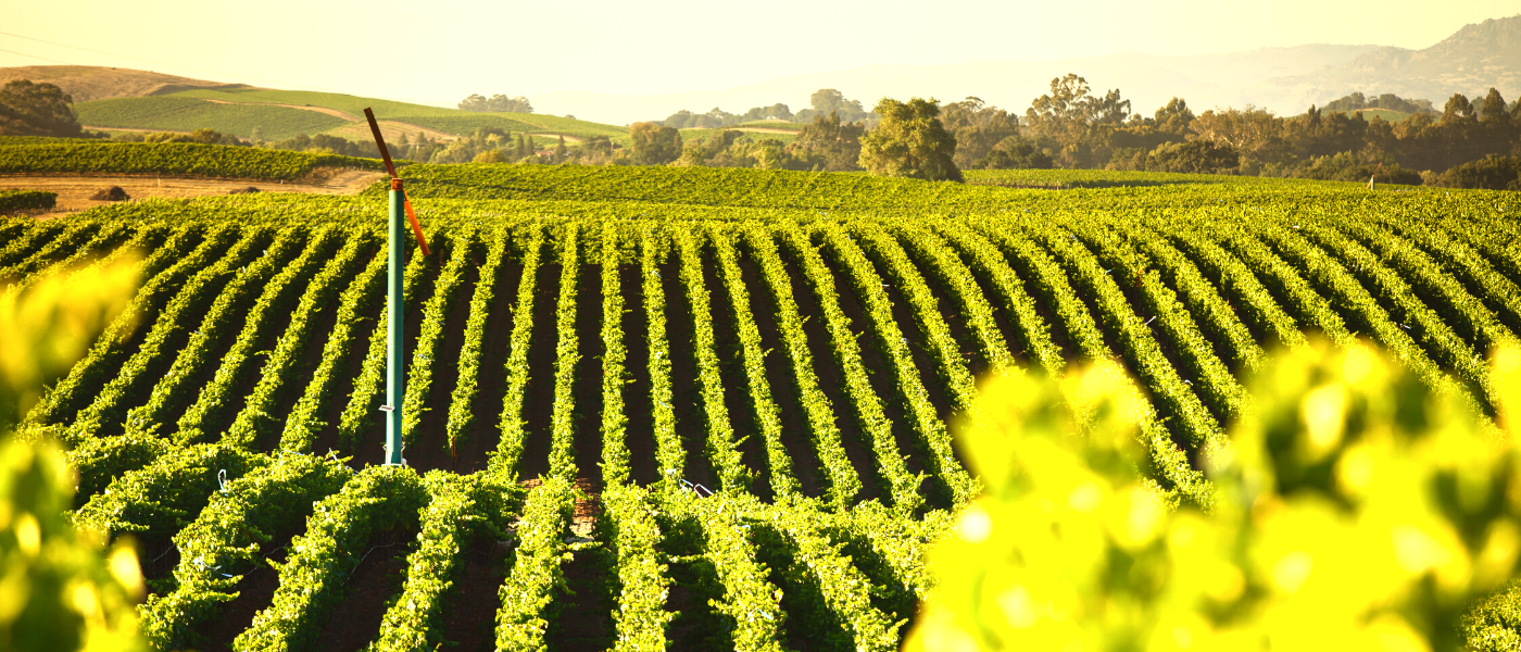 USA Sonoma Vineyards