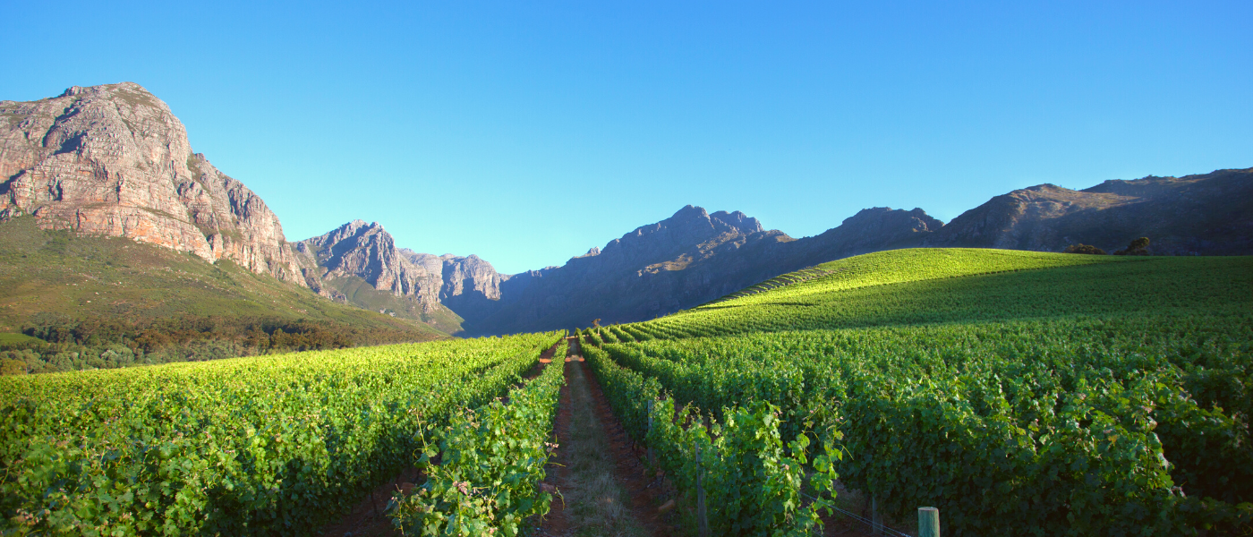 South Africa Vineyards Mountains