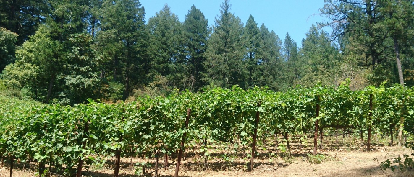 napa valley wine tours - Wine Paths