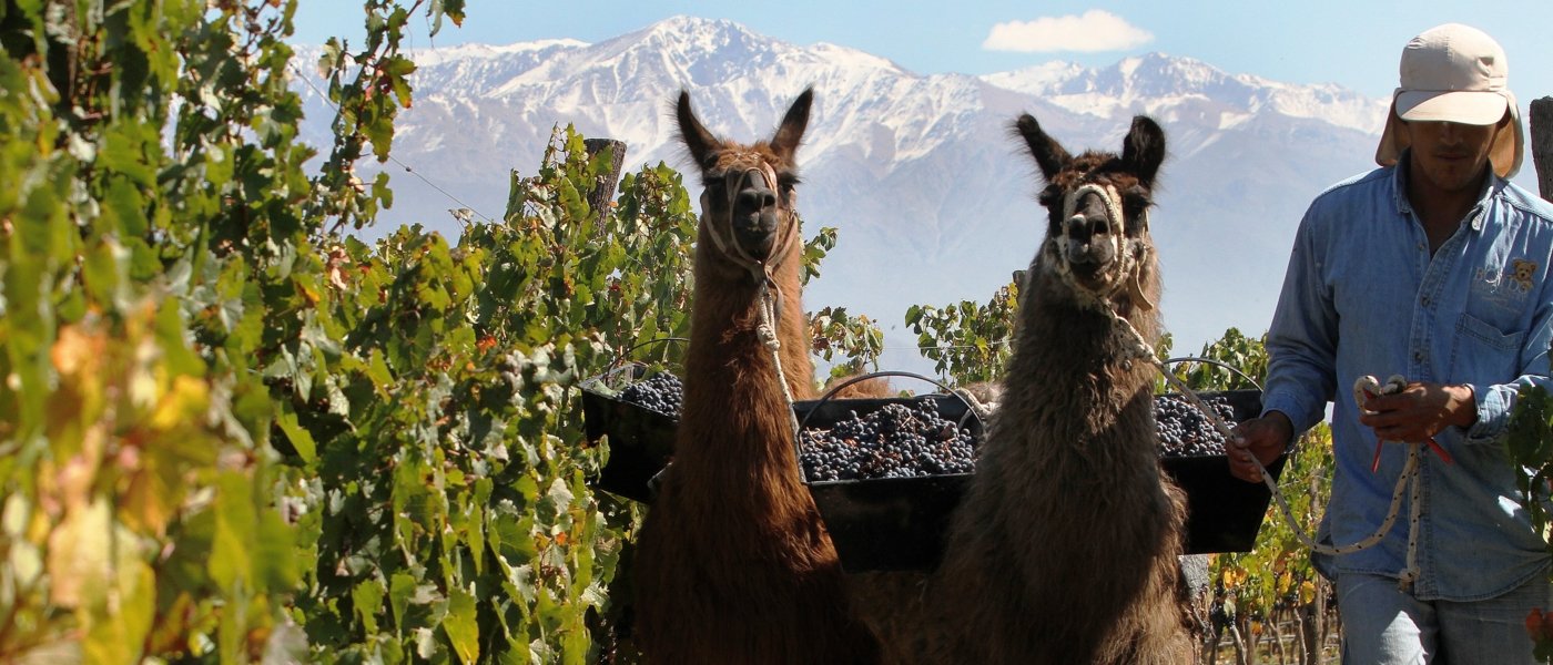 best luxury argentina wine tours - Wine Paths