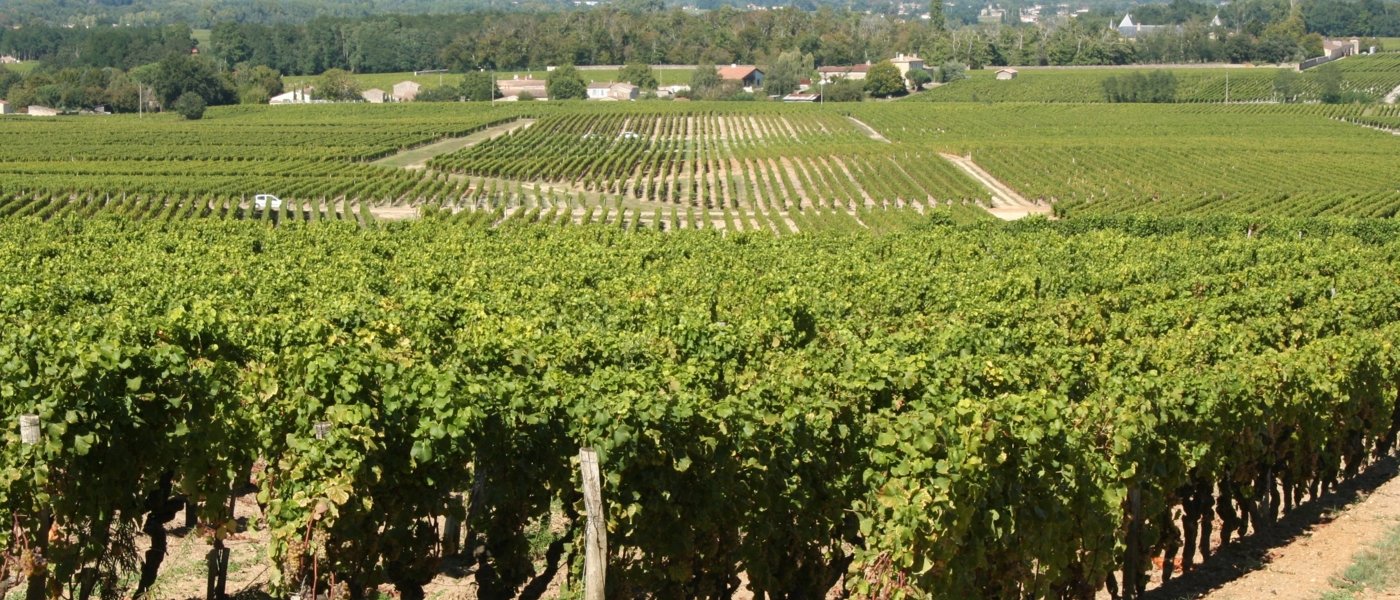 best wine tours in margaux - Wine Paths