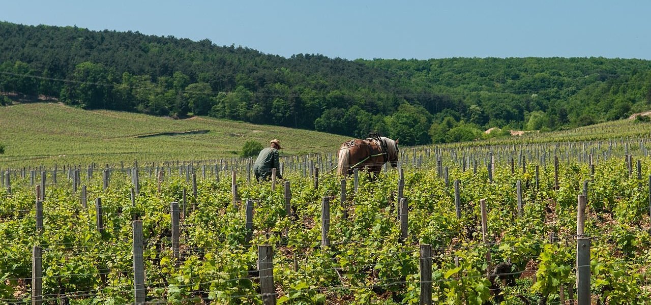 burgundy wine tours - Wine Paths