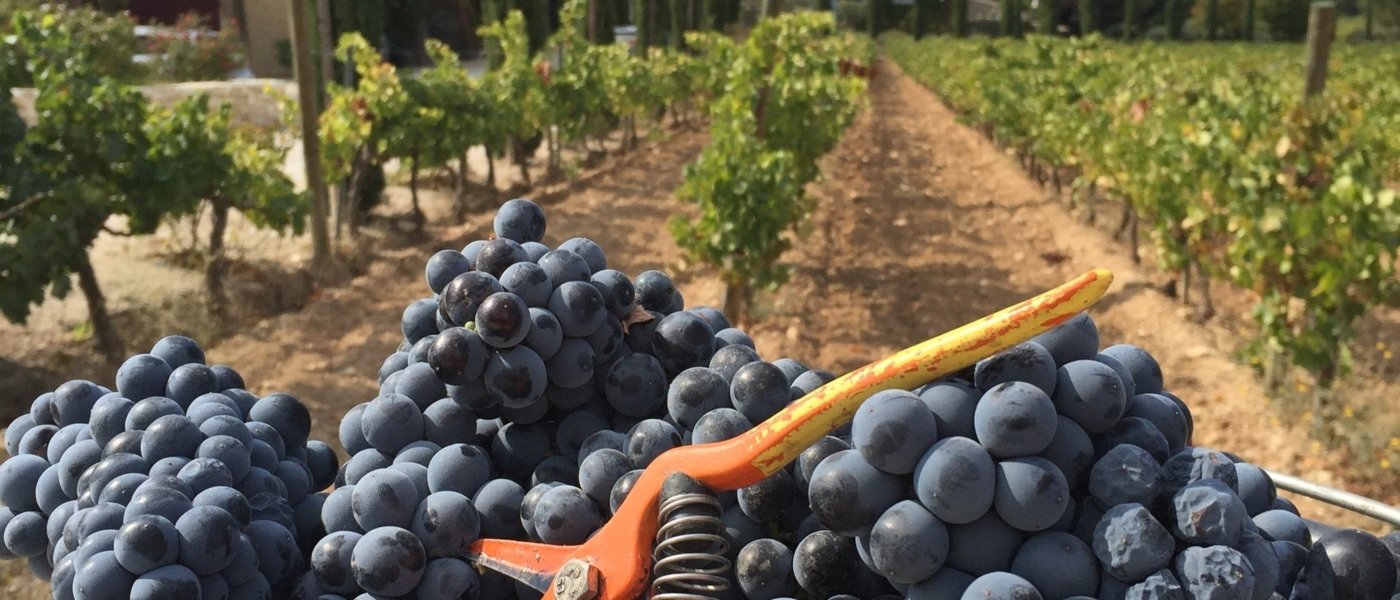 grapes and vineyards