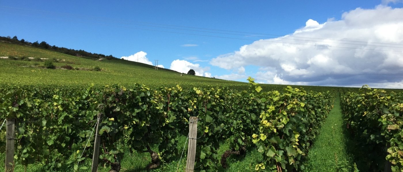 best wine tours in Pommard - France  - Wine Paths