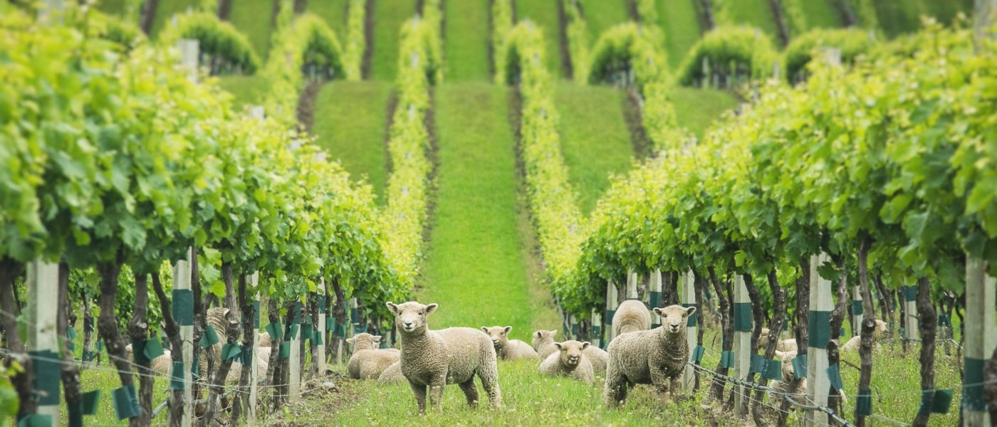 new zealand wine tours - Wine Paths