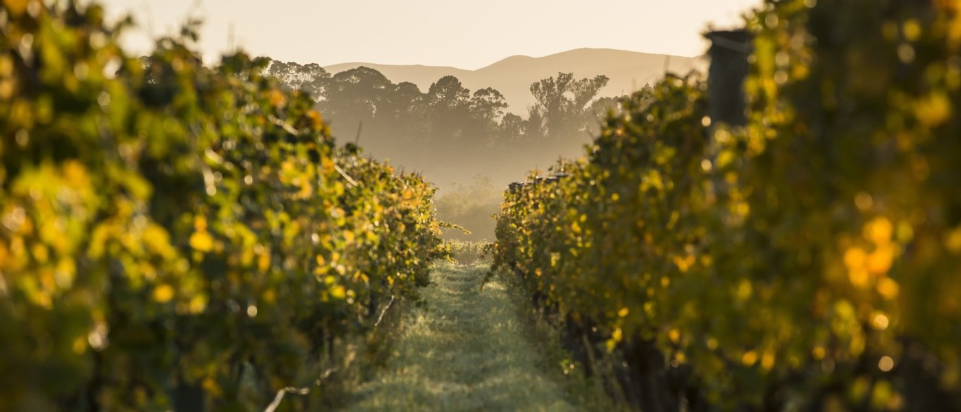 new zealand wine tours - Wine Paths