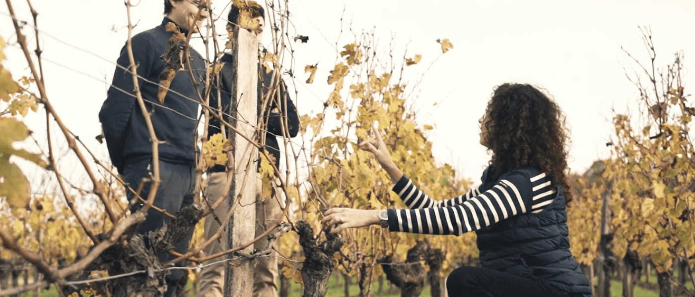 Sustainable Viticulture, Château de Ferrand