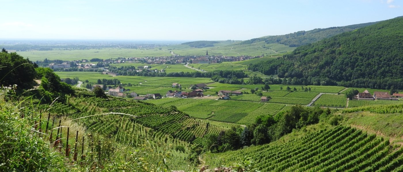 Alsace countryside - Wine Paths