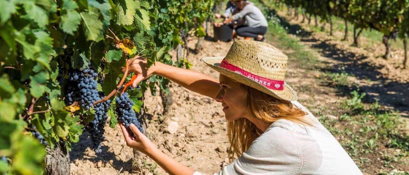 harvest experience spain - Wine Paths