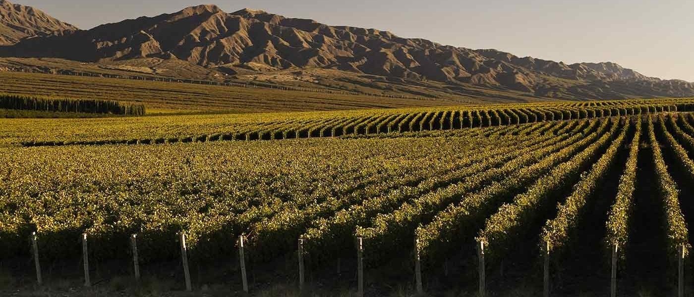 vineyards argentina - Wine Paths