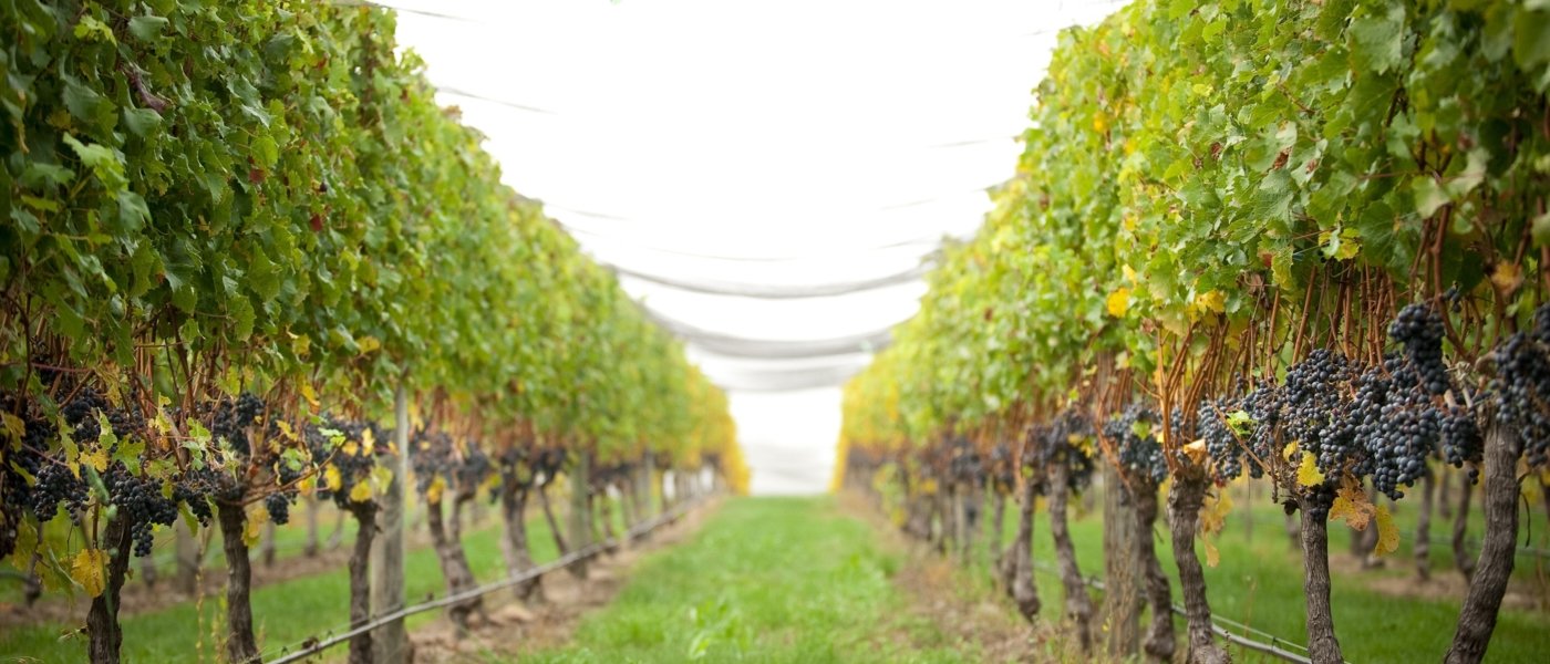 new zealand wine tours - Wine Paths