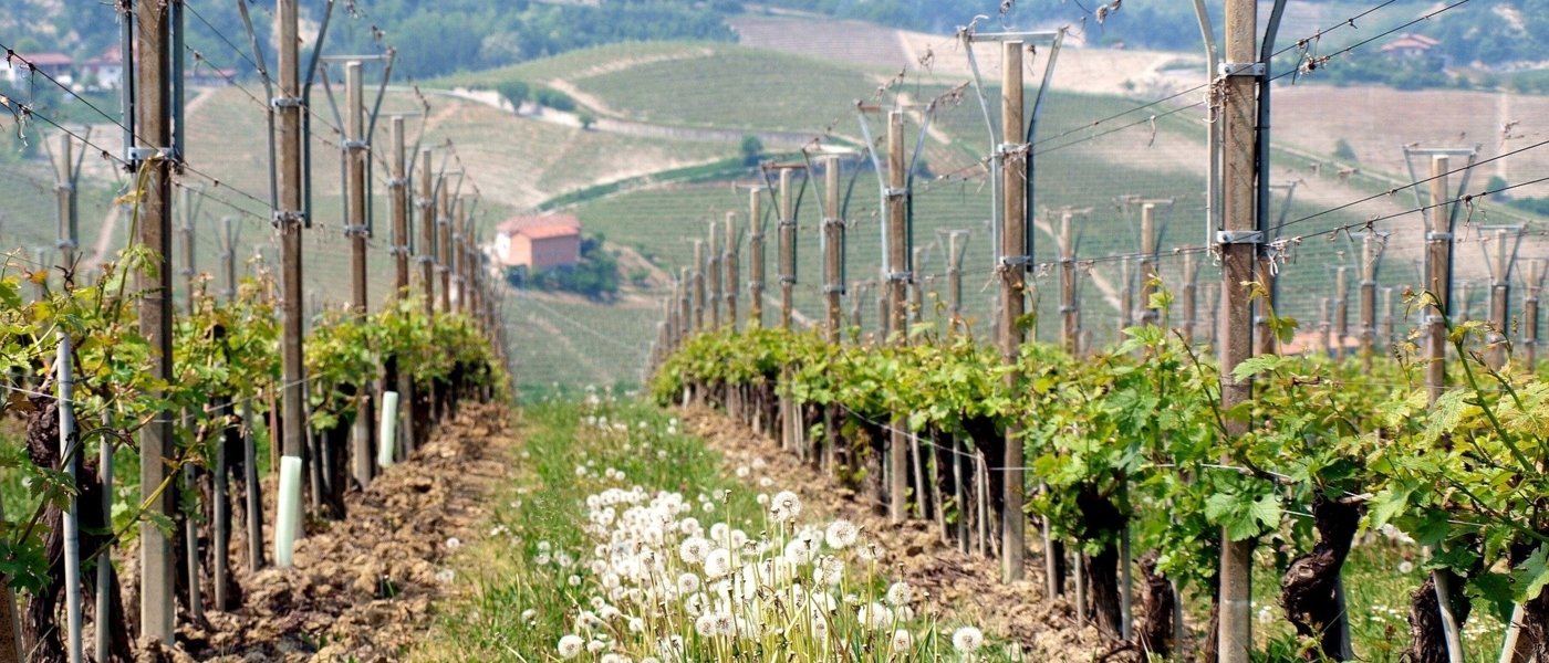 italy wine tours - Wine Paths