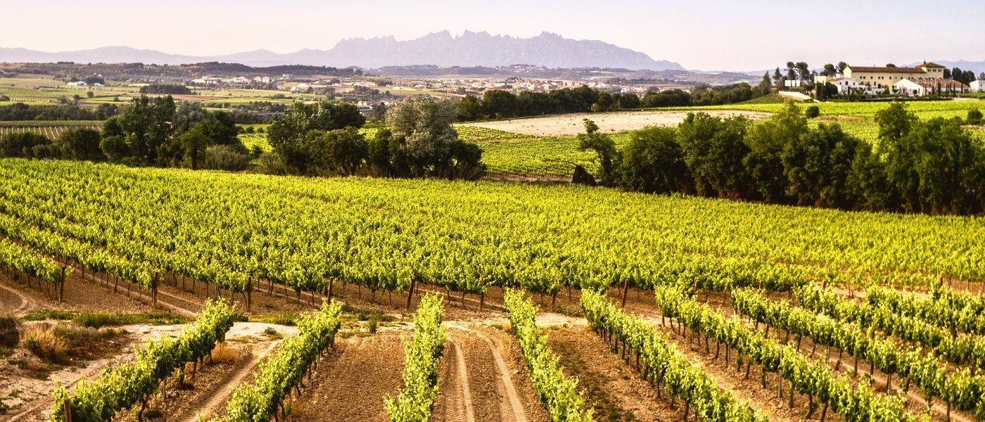 catalonia wine tours - Wine Paths