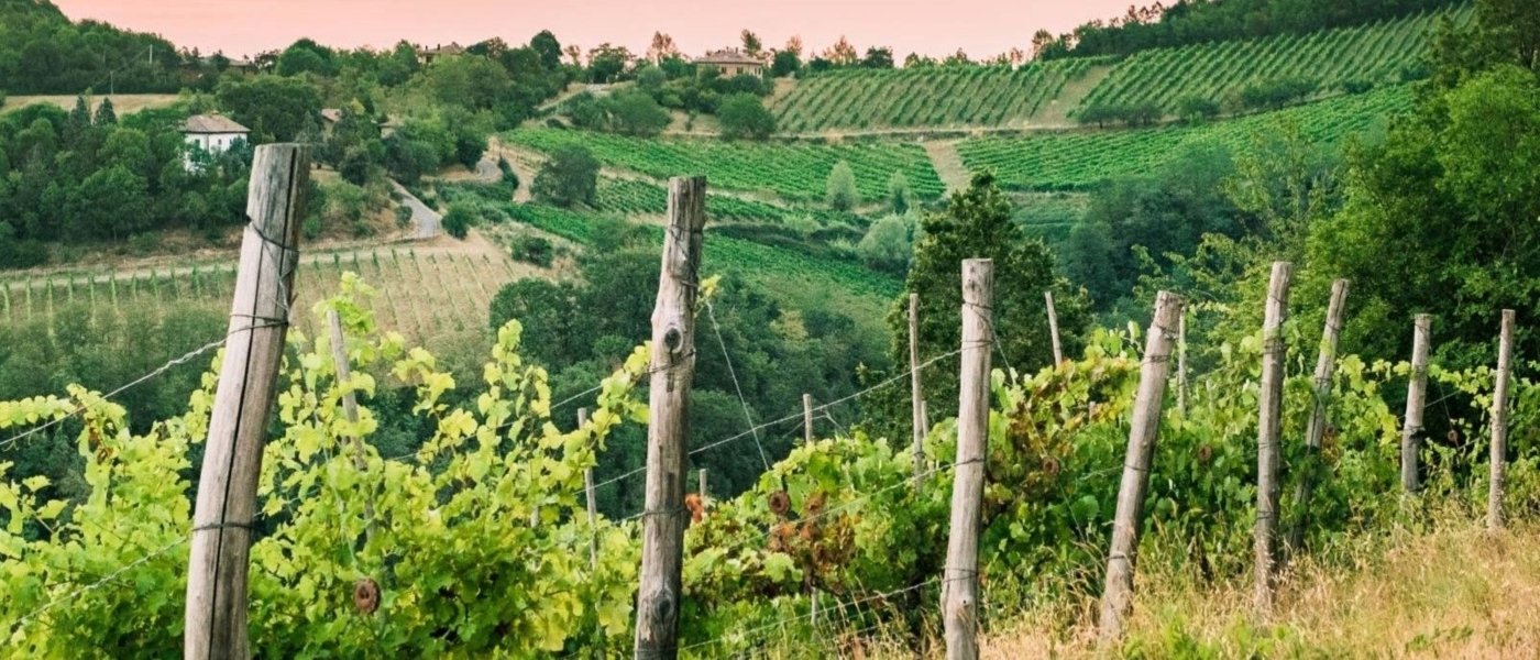 Italian vineyards at sunset