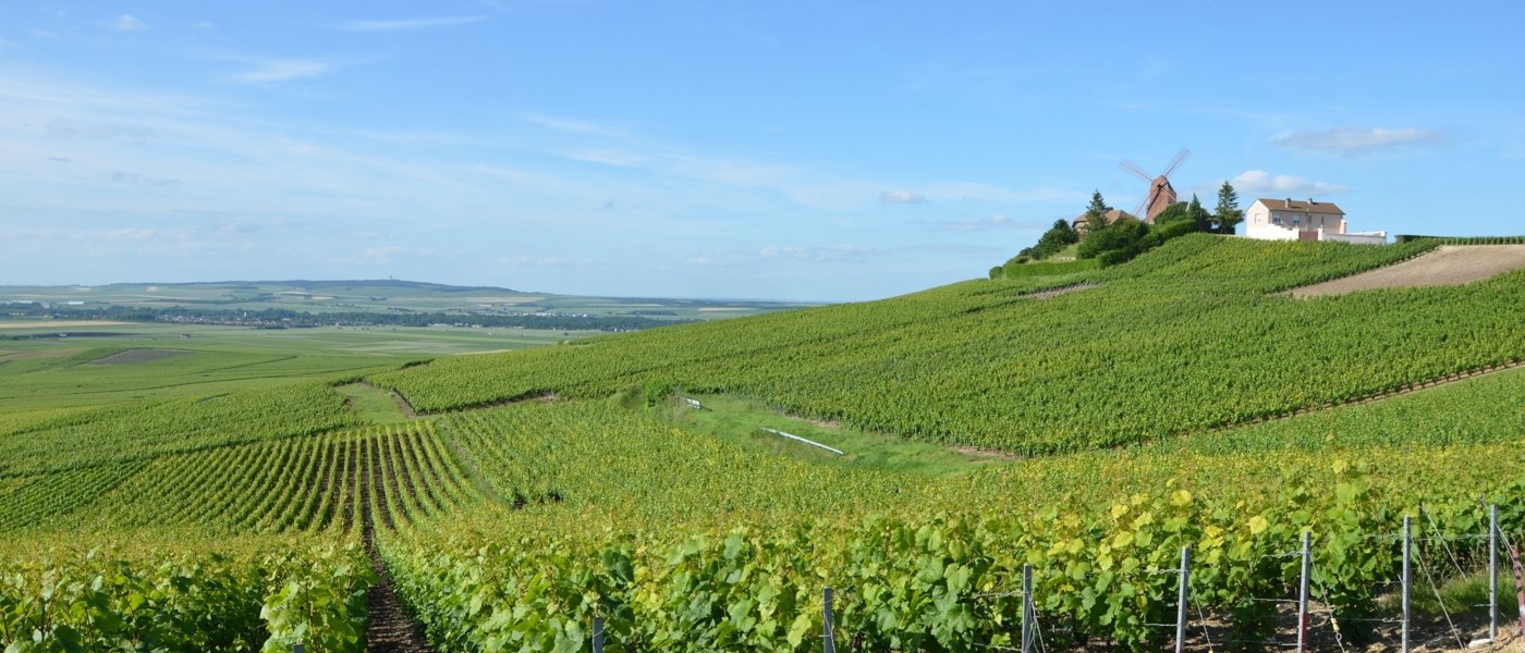 champagne tours - Wine Paths