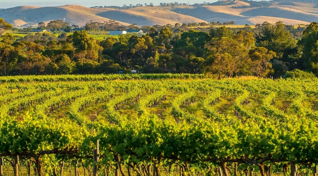 australian vineyards - Wine Paths