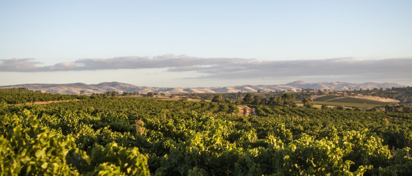 Barossa Vineyards - Wine Paths