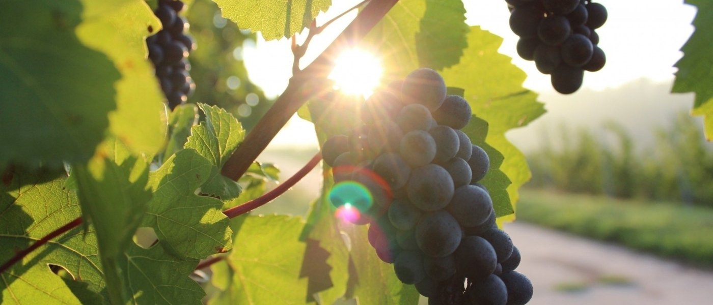 Malbec grapes - Wine Paths