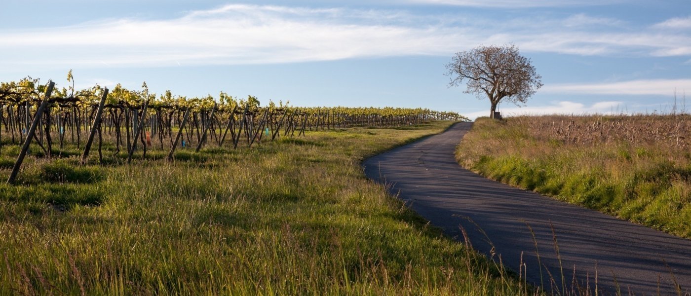 Bike Tour through the Cognac Countryside -  Wine Paths