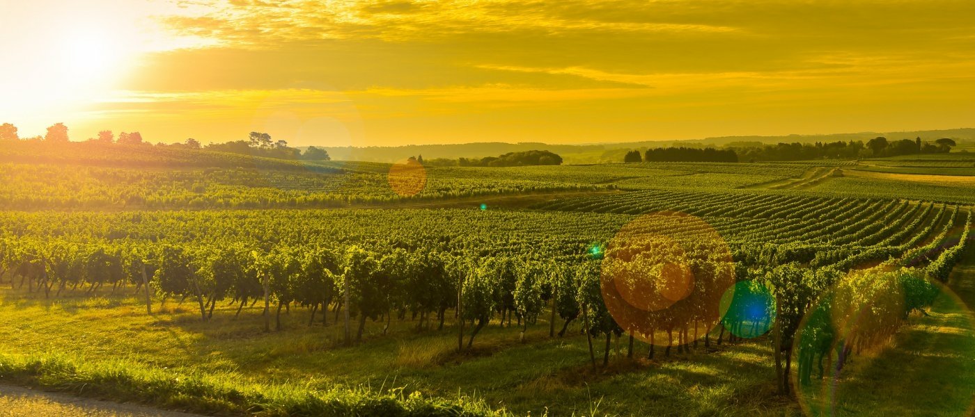 Bordeaux wine tours - Wine Paths
