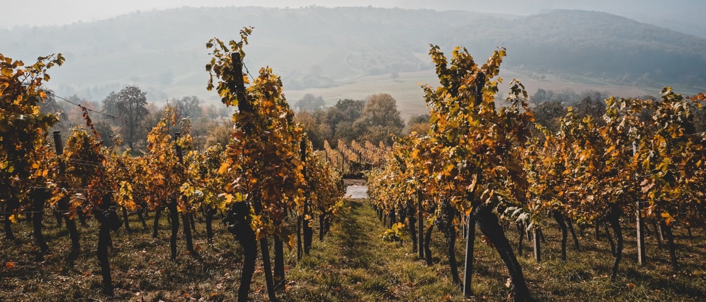 Navarra Vineyards - Wine Paths