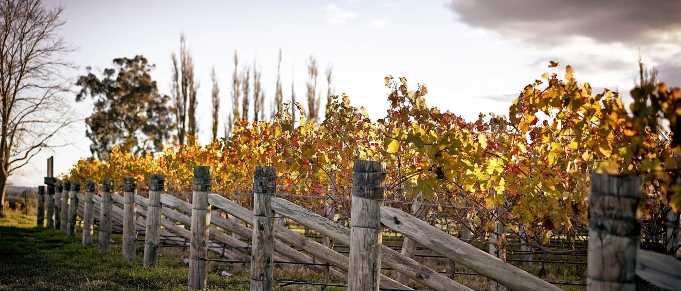 best wine tours in new zealand - Wine Paths