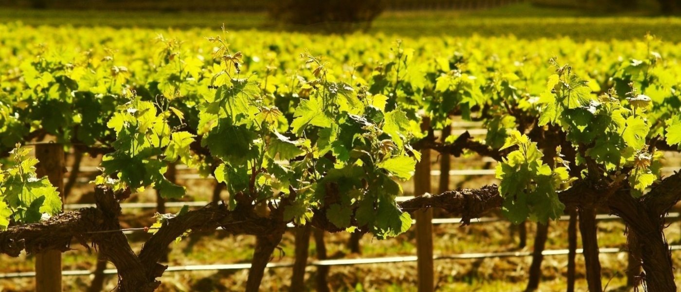 wine tours australia - Wine Paths