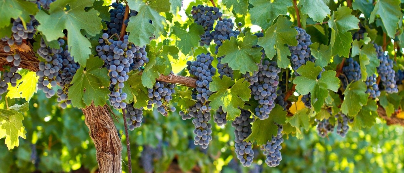 Bunches of Malbec