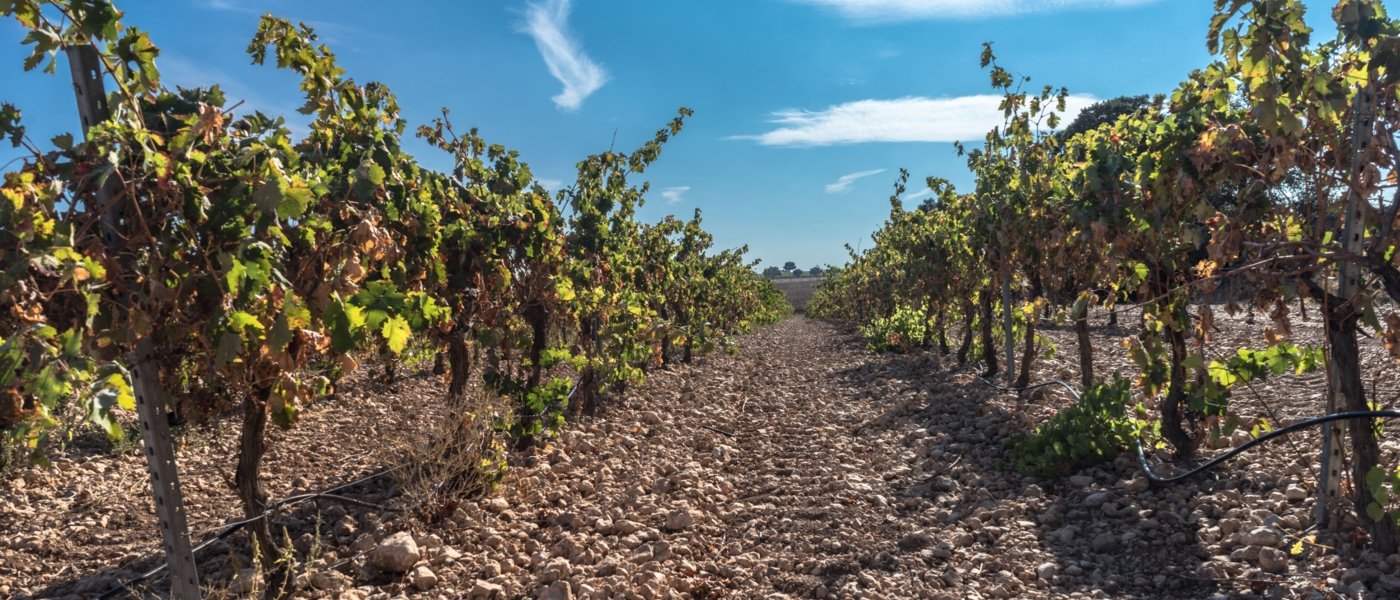 best wine tours in ribera del duero - Wine Paths