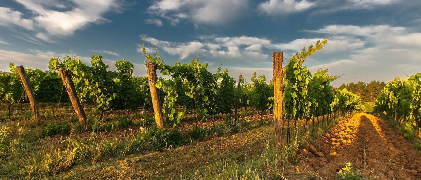 italy wine tours - Wine Paths