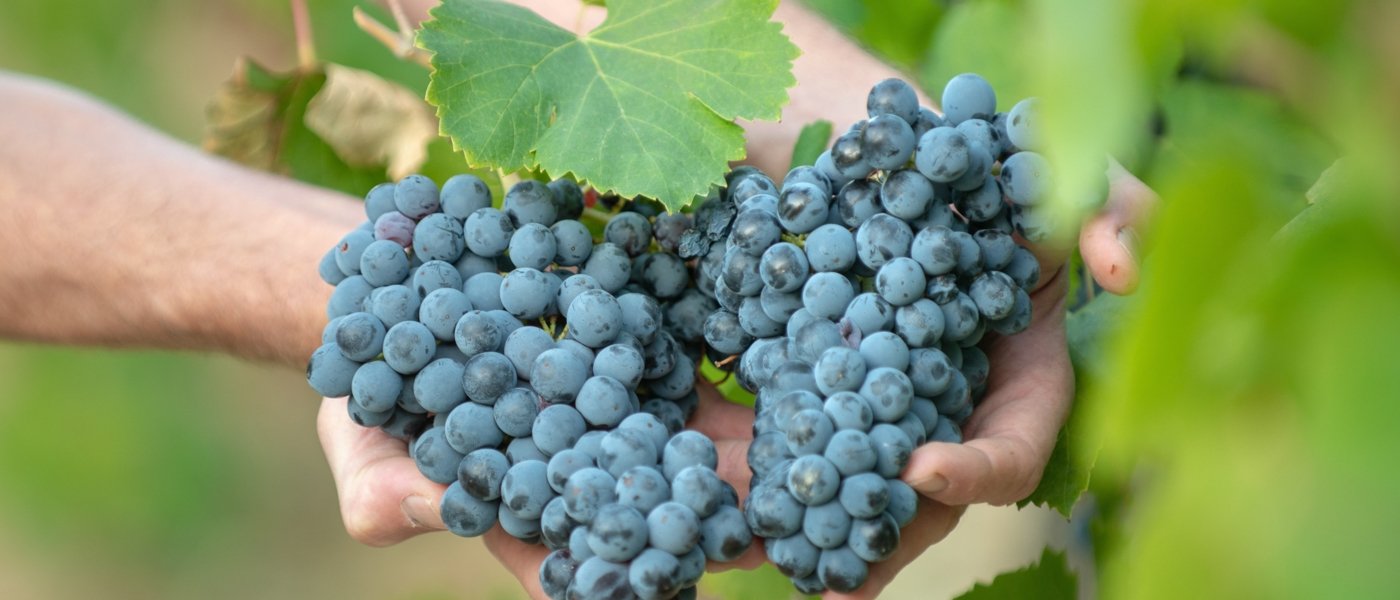 Grapes in hands