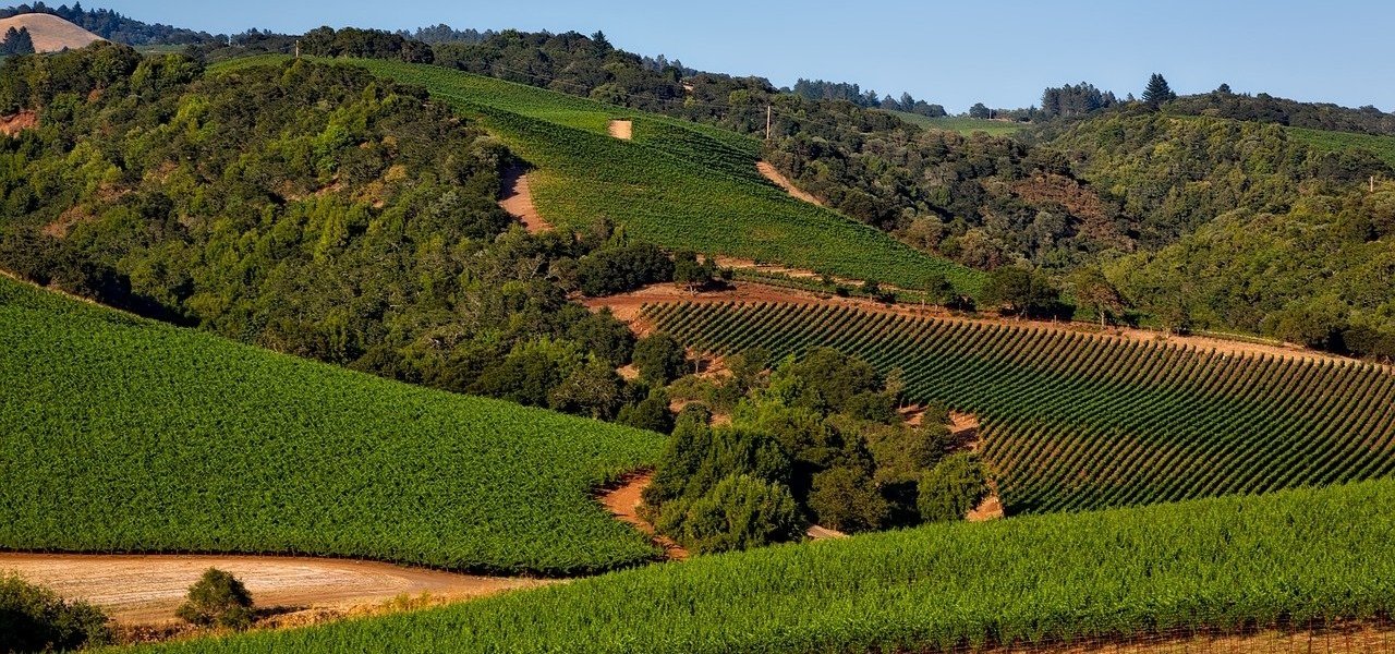 napa valley wine tours - Wine Paths