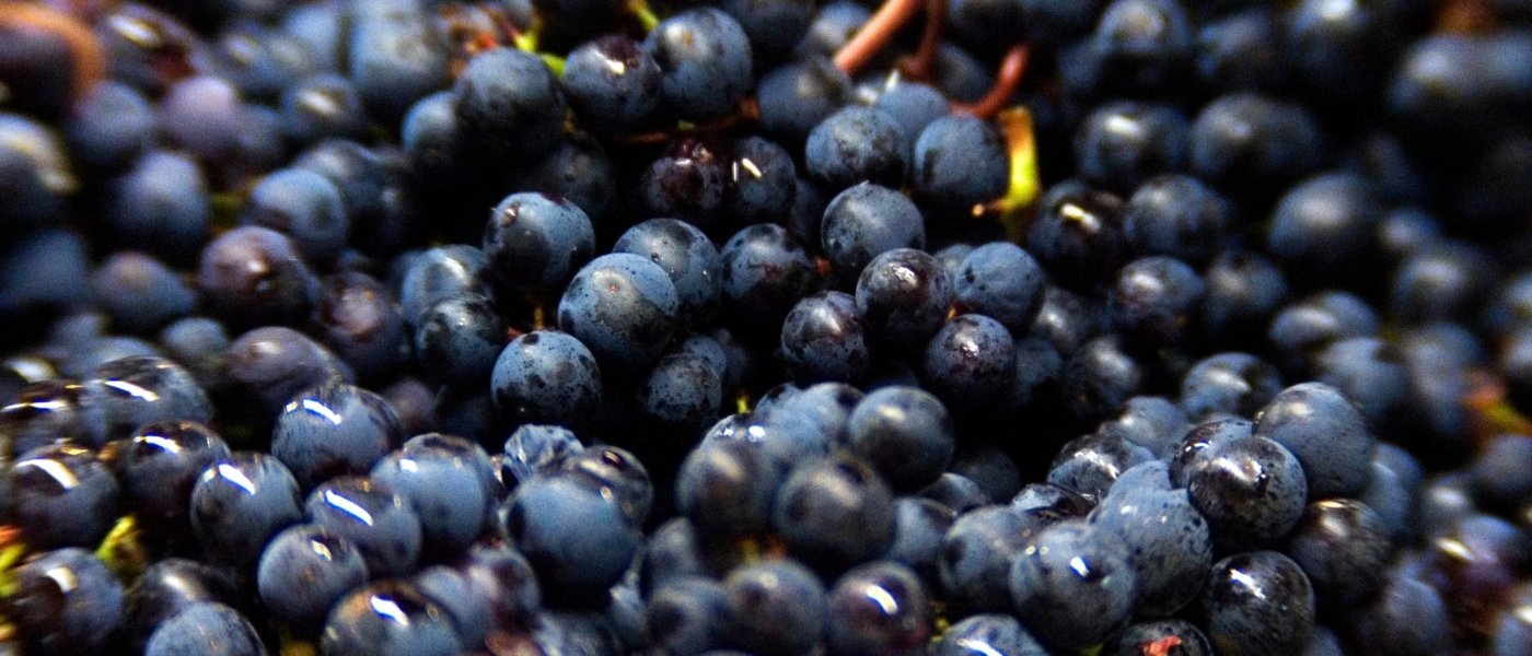 Gold and Black Harvest Tour at Château Pape Clément