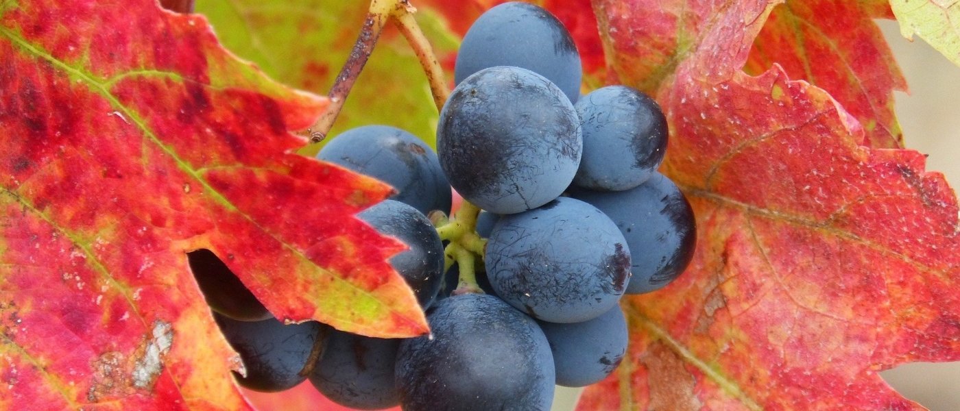 wine grapes argentina - Wine Paths
