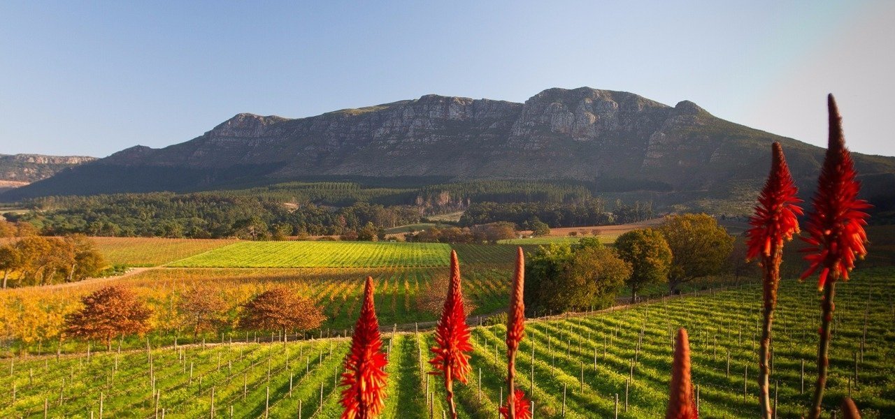 Constantia wine tour