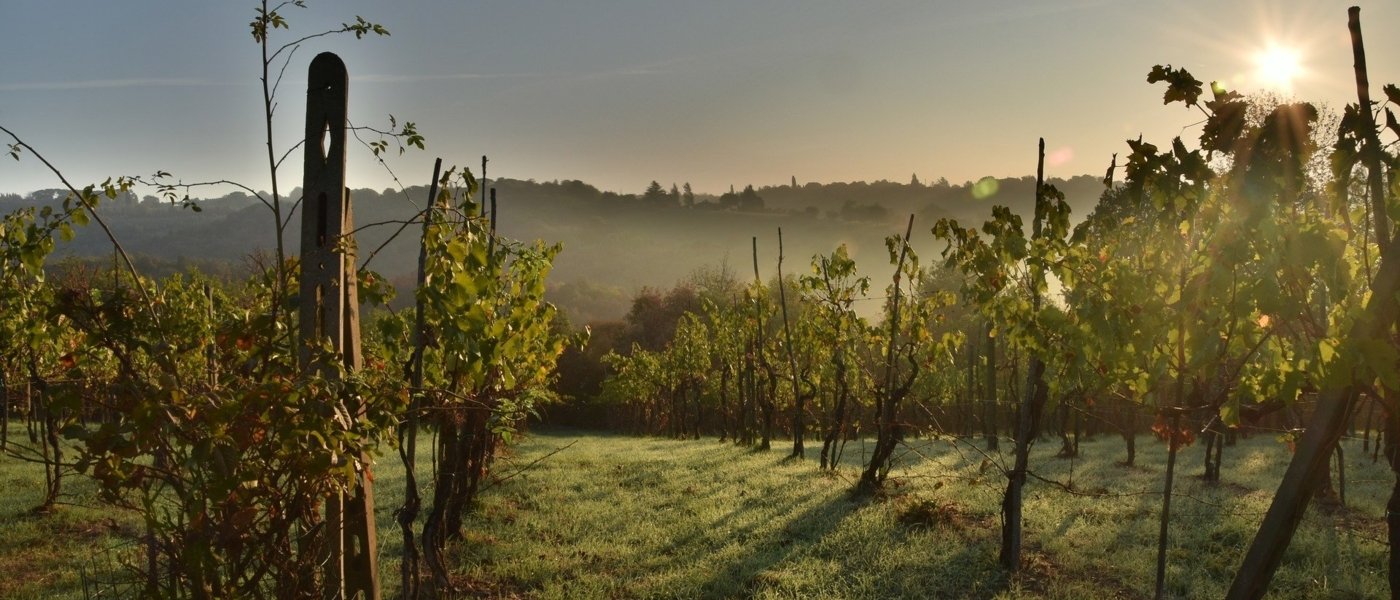 Wine trail across Italy