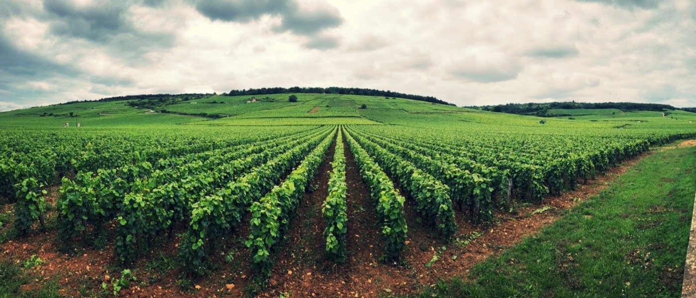 Philip, Burgundy Local Expert