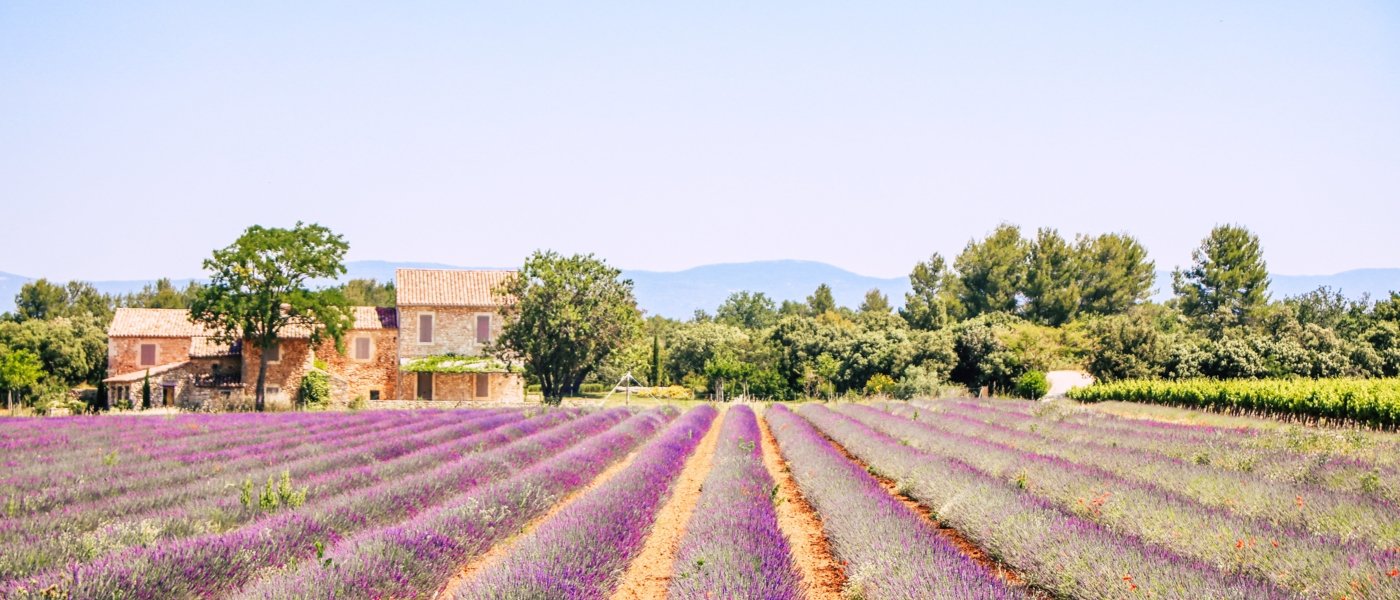 Provence - Lavender - Wine Paths