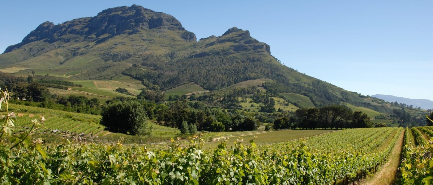 south africa wine tours - Wine Paths