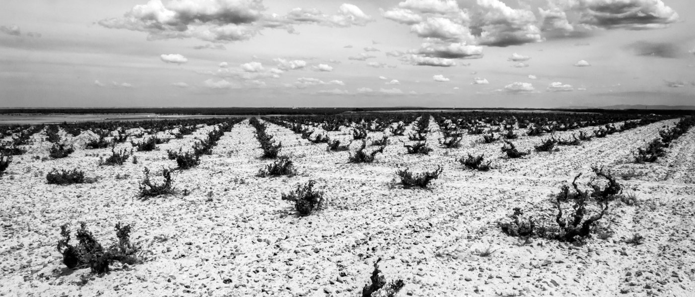 Old vineyards from our proyect in Nieva