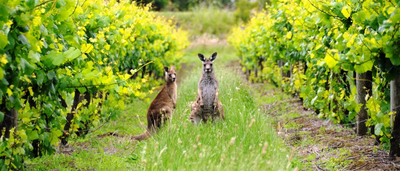 Best wineries and wine tours in Australia