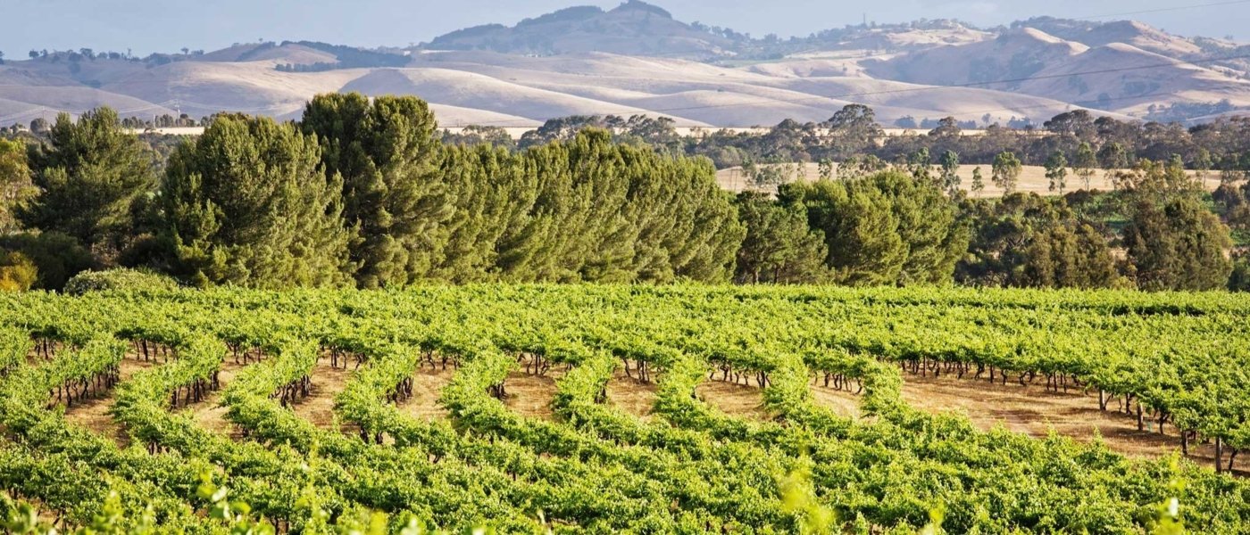 Local wine travel expert in Australia