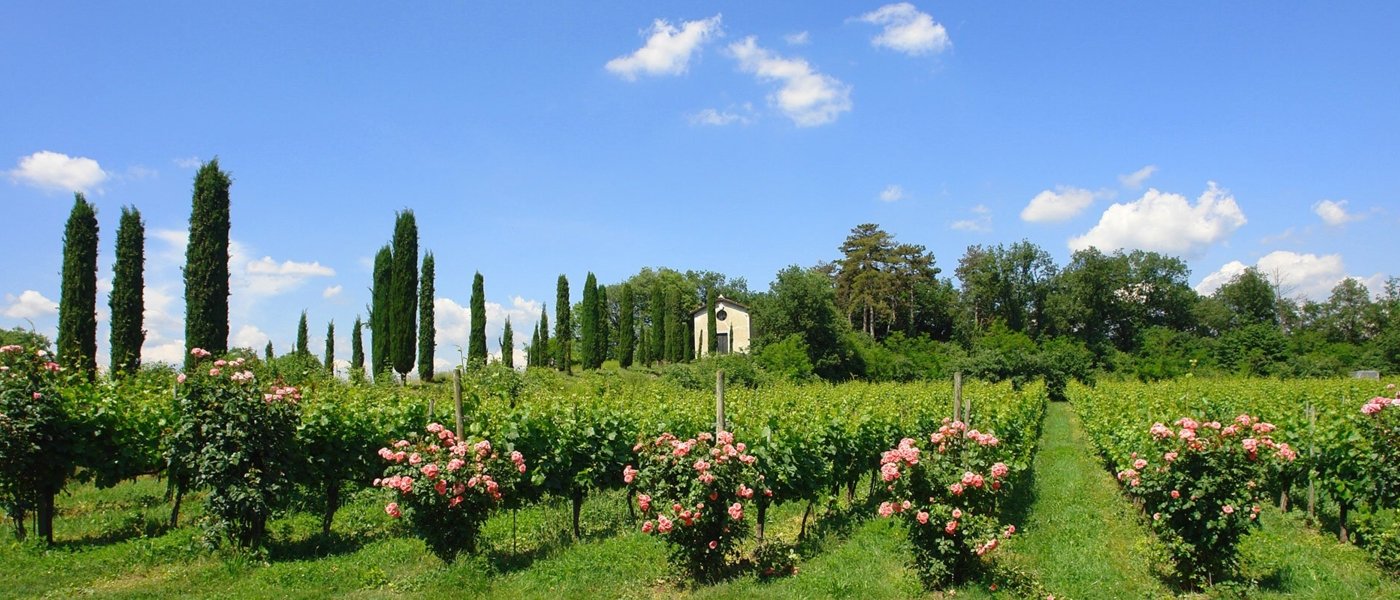 veneto wine tours - Wine Paths