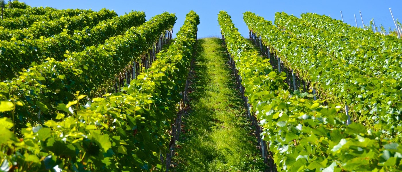 languedoc wine tours - Wine Paths