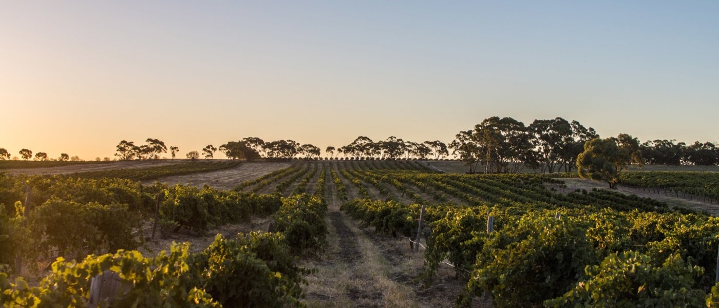 best wine tours in barossa valley - Wine Paths