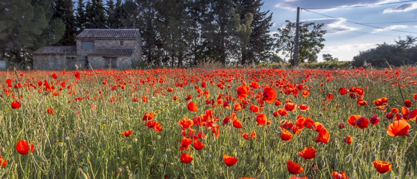 Provence wine tours - Wine Paths