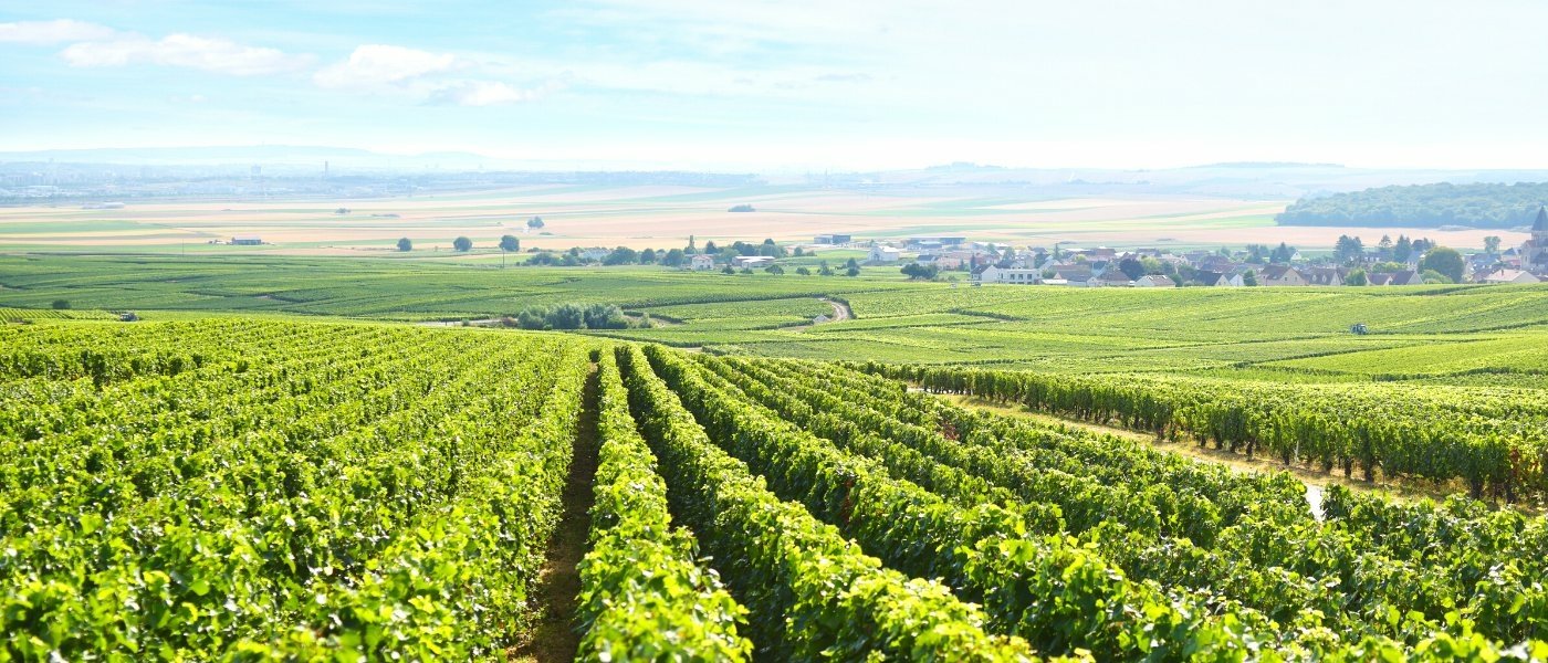 Champagne Luxury Tours - Wine Paths