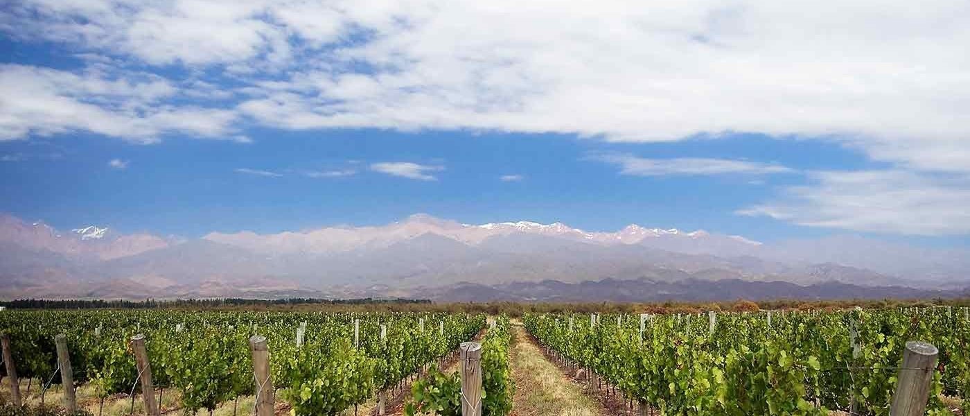 Mendoza vineyards - Wine Paths