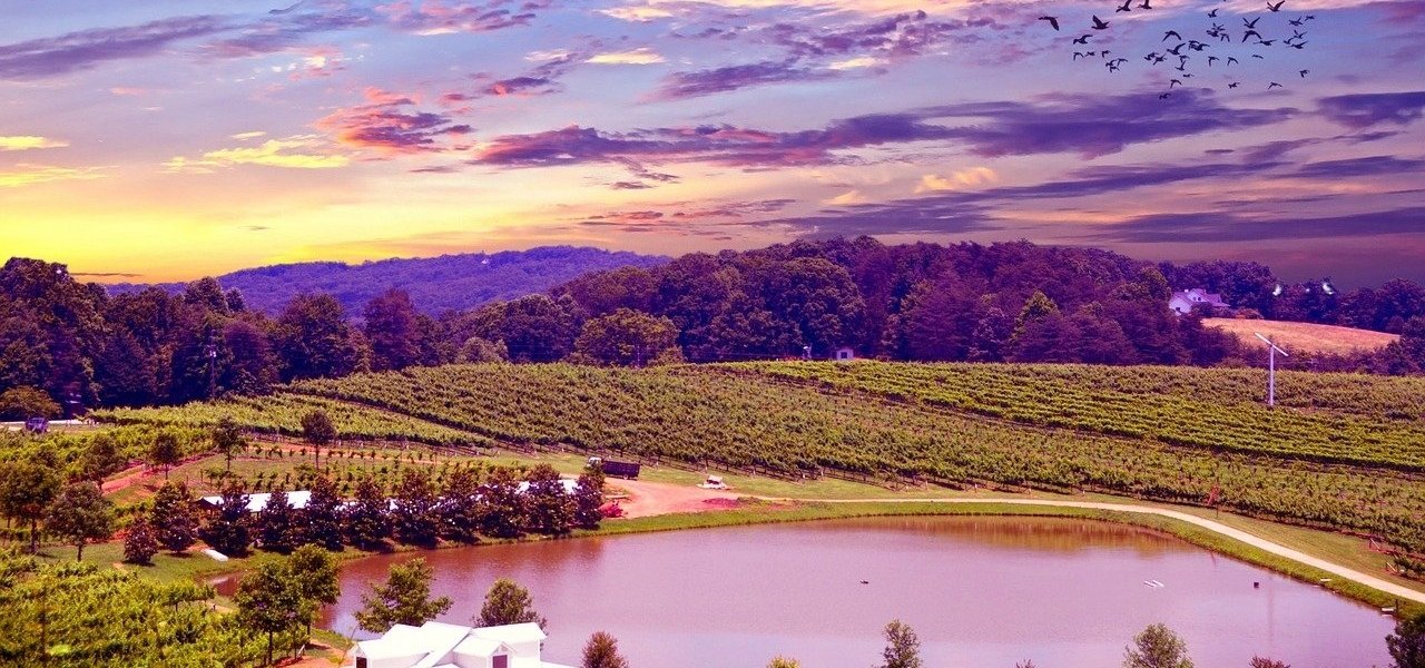 napa valley wine tours - Wine Paths